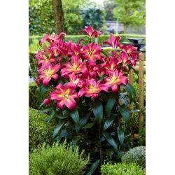 Lilia - Empoli - duża paczka! - 10 szt.