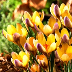 Krokus Advance - 10 szt.