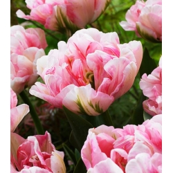 Tulipan Finola - duża paczka! - 50 szt.