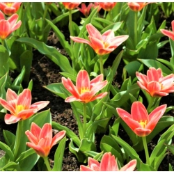 Tulipan Fashion - duża paczka! - 50 szt.