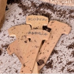 Etykiety drewniane do podpisywania roślin - ekologiczne - 5 szt.