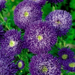Aster pełny Sidonia - fioletowy