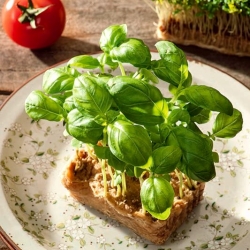 Microgreens - Bazylia zielona - młode listki o unikalnym smaku - 100 gram