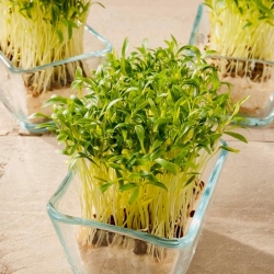 Microgreens - Szpinak - młode listki o unikalnym smaku - 1 kg