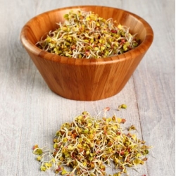 BIO EKO Nasiona na kiełki z kiełkownicą małą - Rzodkiewka - Certyfikowane nasiona ekologiczne