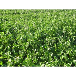 Rzodkiew oleista Romesa - 1 kg