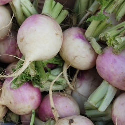 Rzepa pastewna Rogowska - 500 g