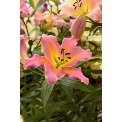 Lilia drzewiasta - Różowa