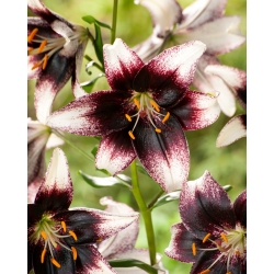 Lilia tygrysia - Stracciatella Event - duża paczka! - 10 szt.