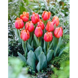 Tulipan Jimmy - 5 szt.