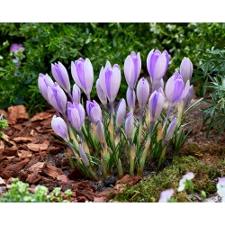 Krokus Vanguard - 10 cebulek