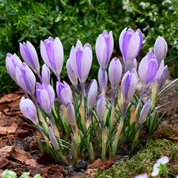 Krokus Vanguard - 10 cebulek