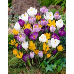 Krokus - kolorowa mieszanka odmian - 10 cebulek