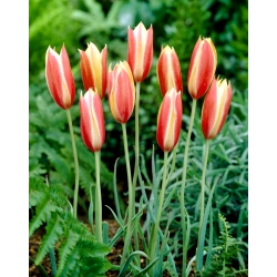 Tulipan botaniczny - Cynthia - duża paczka! - 50 szt.