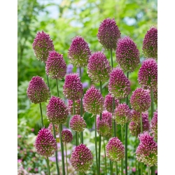 Czosnek główkowaty - Allium sphaerocephalon - 20 szt.
