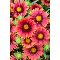 Gailardia Arizona Red Shades - sadzonka