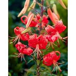 Lilia tygrysia - Red Tiger - 1 cebula