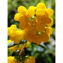 Pantofelnik meksykański