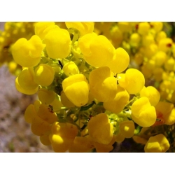 Pantofelnik meksykański