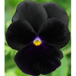 Bratek wielokwiatowy Black King - 320 nasion