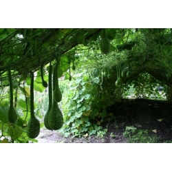 Tykwa pospolita KOBRA - 14 nasion