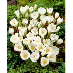 Krokus Miss Vain - 10 cebulek