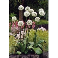 Czosnek ozdobny Mount Everest