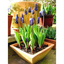 Szafirek szerokolistny - Muscari latifolium op. 10 cebulek