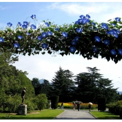 Wilec purpurowy - Niebiańskie pnącze - 135 nasion