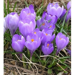 Krokus Remembrance - 10 cebulek