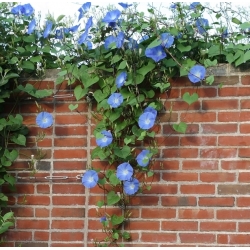 Wilec purpurowy - Niebiańskie pnącze - 135 nasion