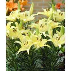 Lilia miniaturka - Ivory Pixie - 1 cebula