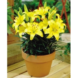 Lilia miniaturka - Bright Pixie - 1 cebula