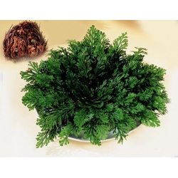 Róża jerychońska - Selaginella