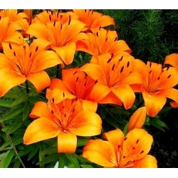 Lilia miniaturka - Orange Pixie - 1 szt.