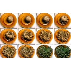 Róża jerychońska - Selaginella