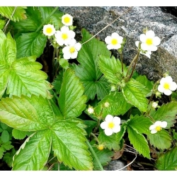 Poziomka Baron Solemacher - 640 nasion