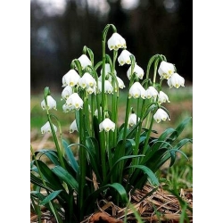 Śnieżyca letnia - 5 cebulek