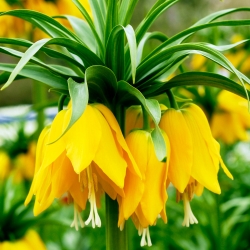 Korona cesarska żółta - Lutea Maxima - 1 cebula