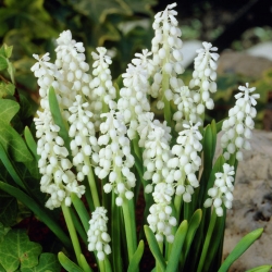 Szafirek biały - 5 cebulek