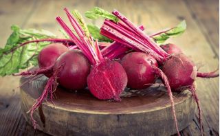 Burak ćwikłowy Czerwona Kula na taśmie