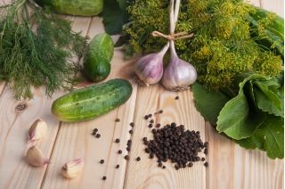 Ogórek Śremski F1 – nasiona otoczkowane - 50 nasion