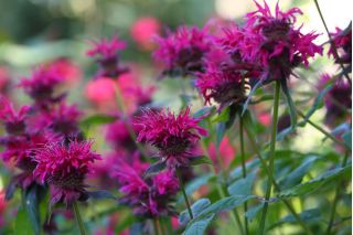 Monarda, pysznogłówka dwoista - mieszanka - 180 nasion