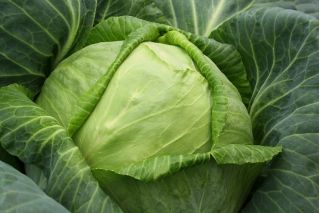 Kapusta głowiasta biała - wczesna - 480 nasion
