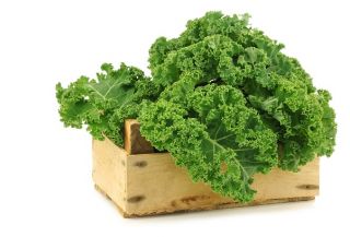 Jarmuż zielony Dwarf Green Curled - 300 nasion