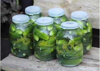 Ogórek Śremski F1 – nasiona otoczkowane - 50 nasion