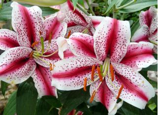 Lilia orientalna Dizzy - 1 cebula