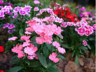 Goździk chiński – mieszanka - 1100 nasion