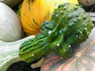 Dynia dekoracyjna - Autumn Wings - 22 nasiona