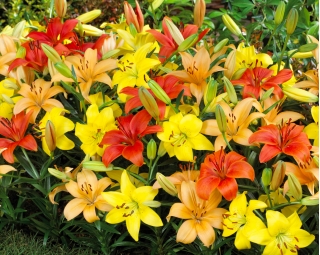 Pixie mix - zestaw 3 odmian lilii do doniczek - 9 szt.